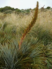 Aciphylla colensoi
