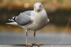 Larus argentatus