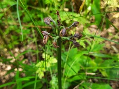 Orchis purpurea