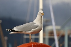 Larus argentatus