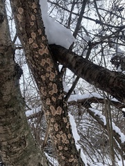 Aleurodiscus oakesii