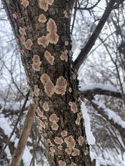 Aleurodiscus oakesii