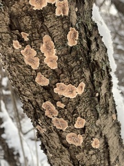 Aleurodiscus oakesii