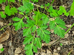Physospermum cornubiense