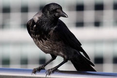 Corvus cornix × corone
