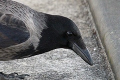 Corvus cornix × corone