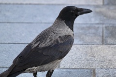 Corvus cornix × corone