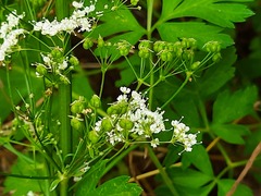 Physospermum cornubiense