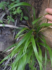 Brachypodium sylvaticum