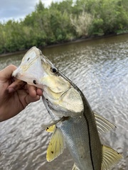 Centropomus undecimalis