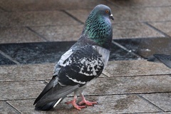Columba livia domestica