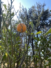 Ibervillea sonorae