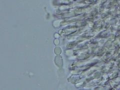 Hyphoderma