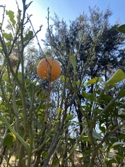 Ibervillea sonorae