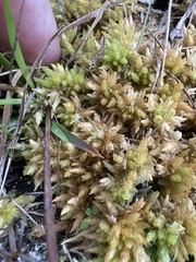Sphagnum perichaetiale