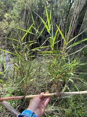 Phragmites australis berlandieri
