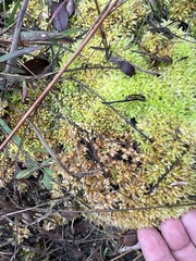 Sphagnum perichaetiale