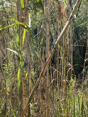 Phragmites australis berlandieri
