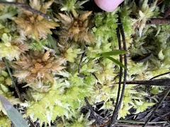 Sphagnum perichaetiale
