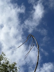 Phragmites australis berlandieri