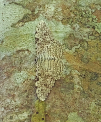 Thysania agrippina