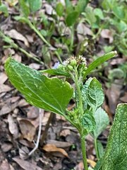 Ageratum conyzoides