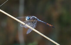 Dasythemis venosa