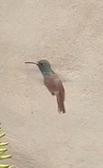 Amazilis amazilia