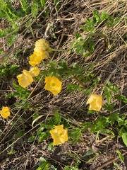 Ranunculus macauleyi