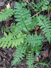 Asplenium lamprophyllum
