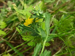 Potentilla adscharica