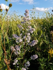 Symphyotrichum urophyllum