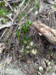 Ornithogalum