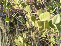 Afrocanthium gilfillanii