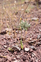 Crepis foetida