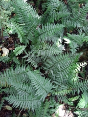 Asplenium lamprophyllum