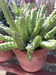 Huernia