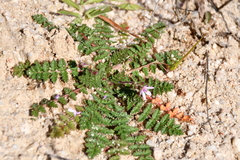 Erodium cicutarium