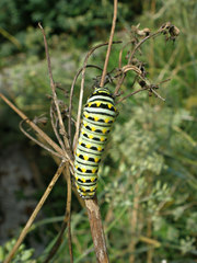 Papilio polyxenes