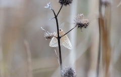 Lychnosea intermicata