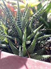 Asphodeloideae