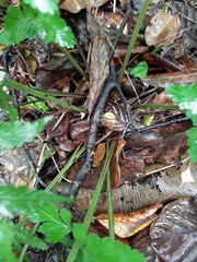 Asplenium lamprophyllum