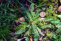 Biserrula
