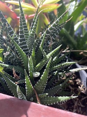 Asphodeloideae