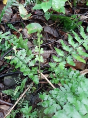 Asplenium lamprophyllum
