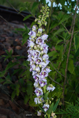 Angelonia integerrima