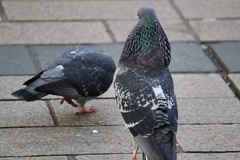 Columba livia domestica