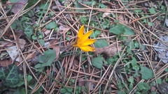 Crocus angustifolius