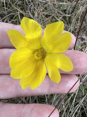 Pinguicula lutea