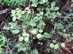 Rubus australis